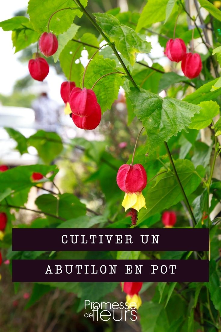 Abutilon im Topf kultivieren