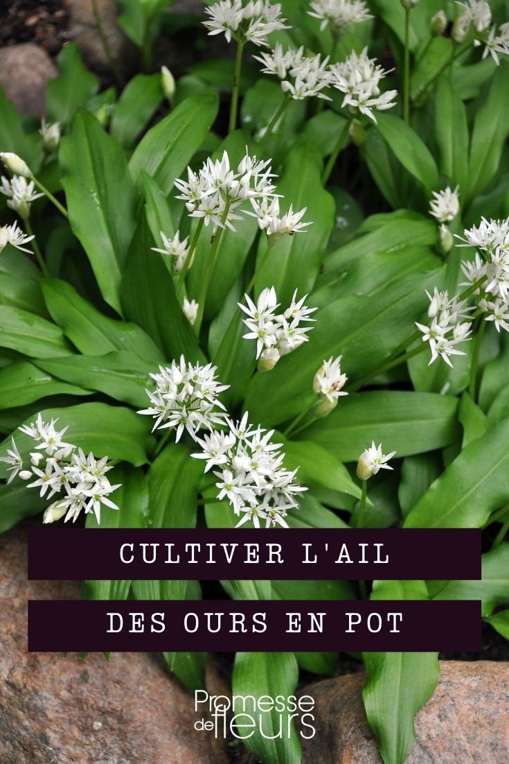 Ail des ours im Topf anbauen