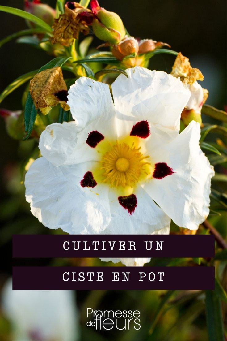 Cistus im Topf kultivieren