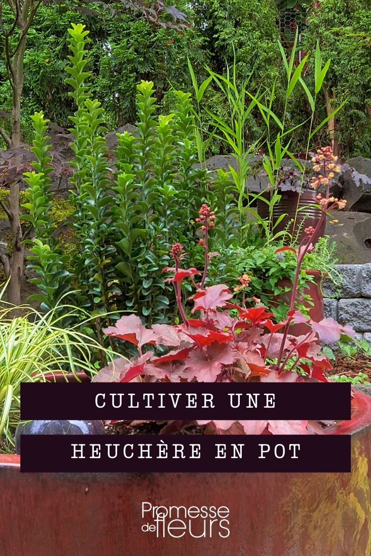 Heuchera im Topf kultivieren