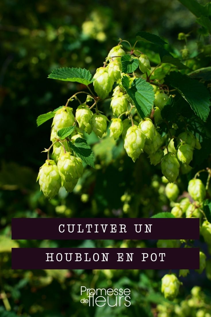 Hopfen im Topf anbauen