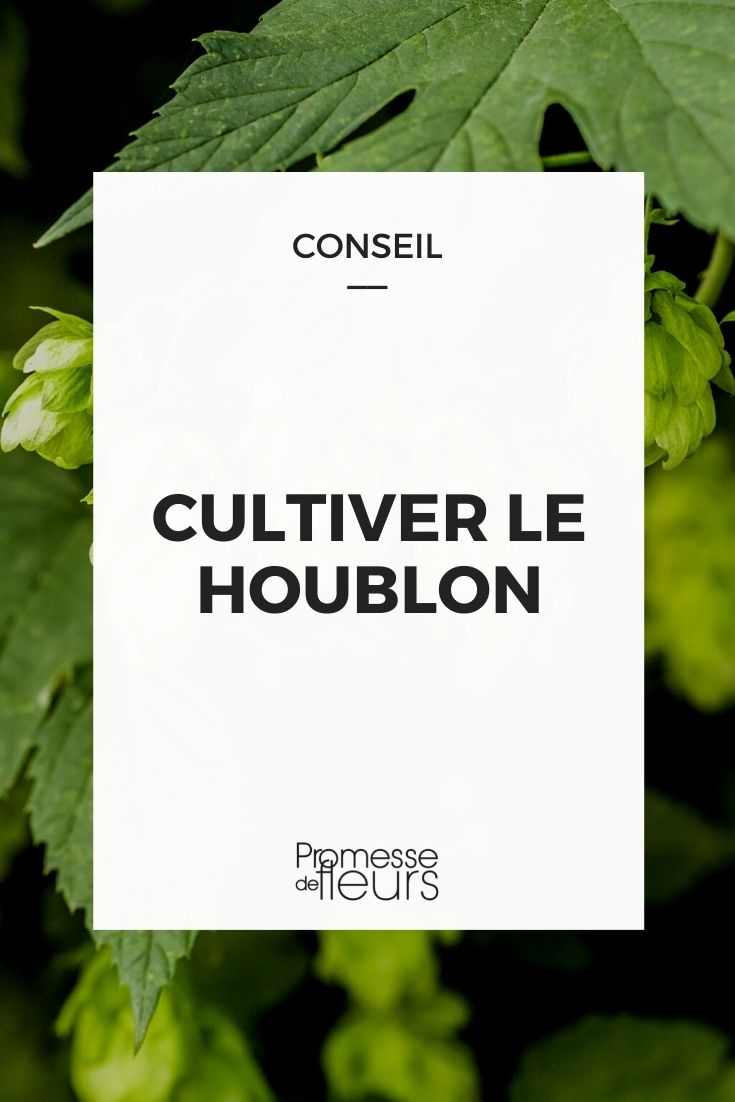 Hopfen anbauen