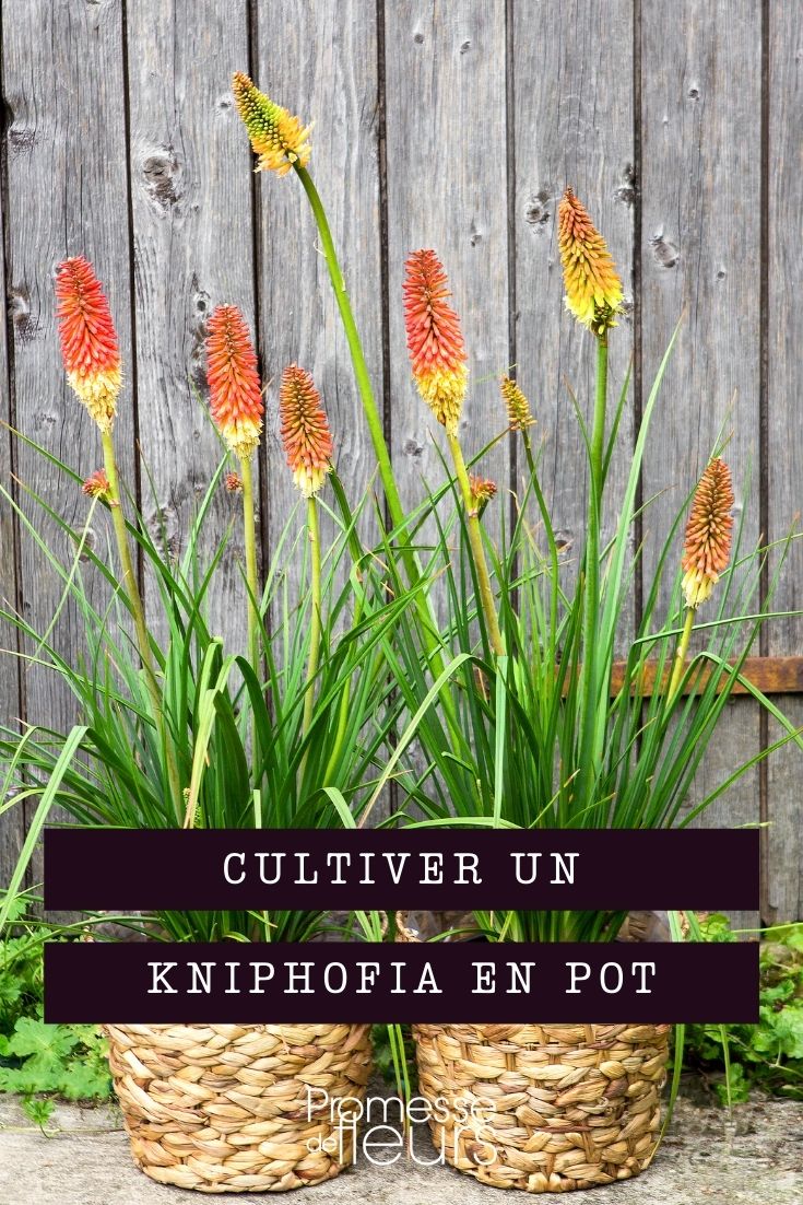 Kniphofia im Topf kultivieren