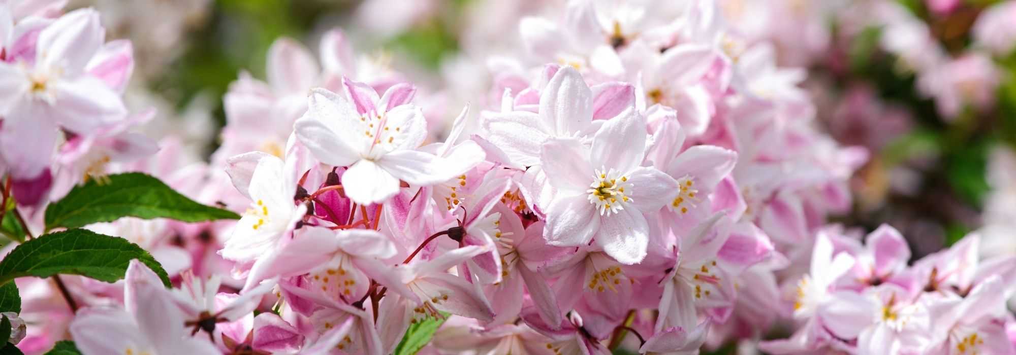 7 Deutzien mit rosa Blüten