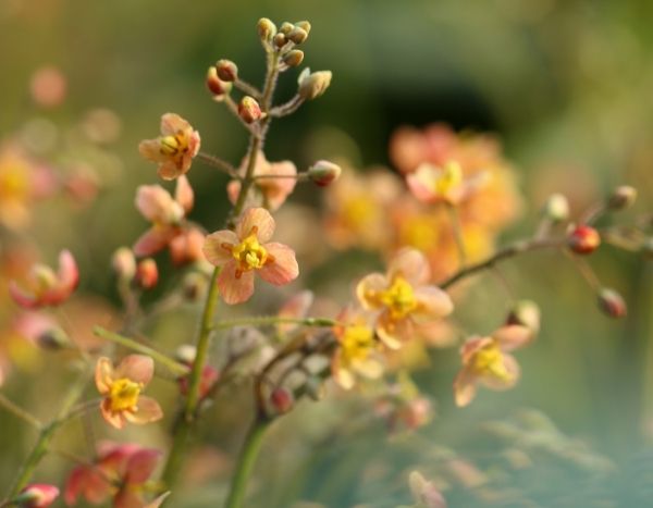 Elfenblume teilen