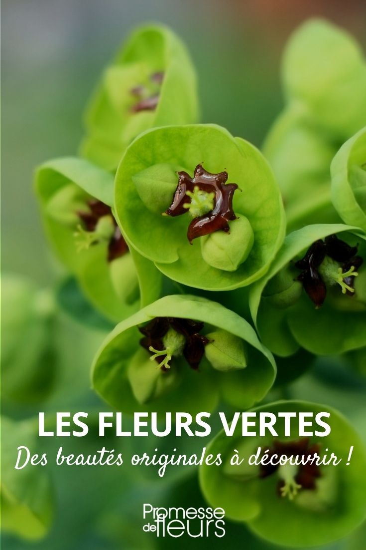grüne Blüten