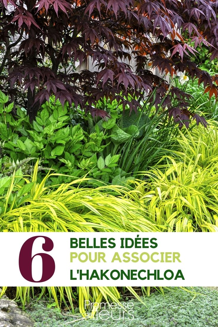 Hakonechloa kombinieren