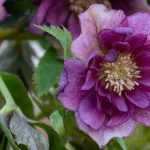 6 gefüllte Christrosen