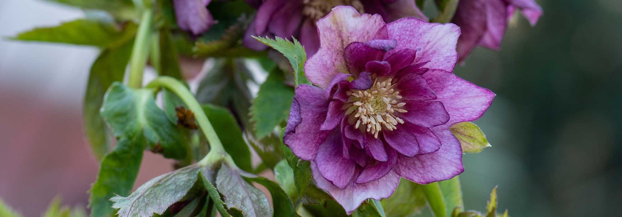 6 gefüllte Christrosen