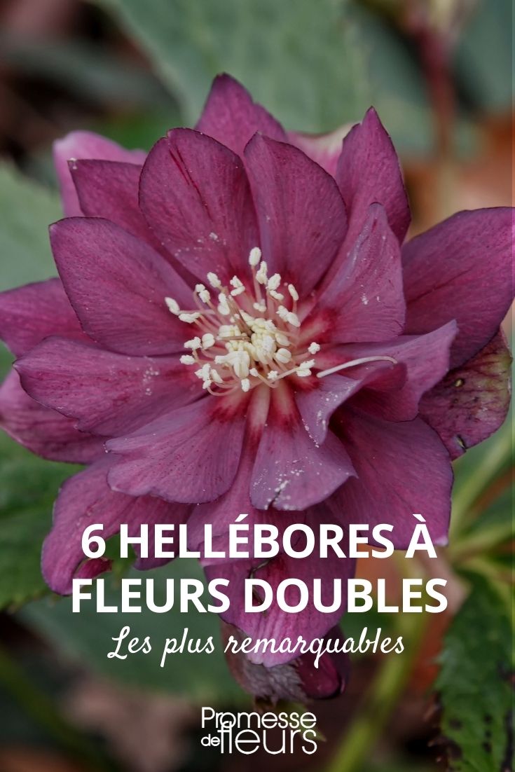 Helleborus gefüllte Blüten