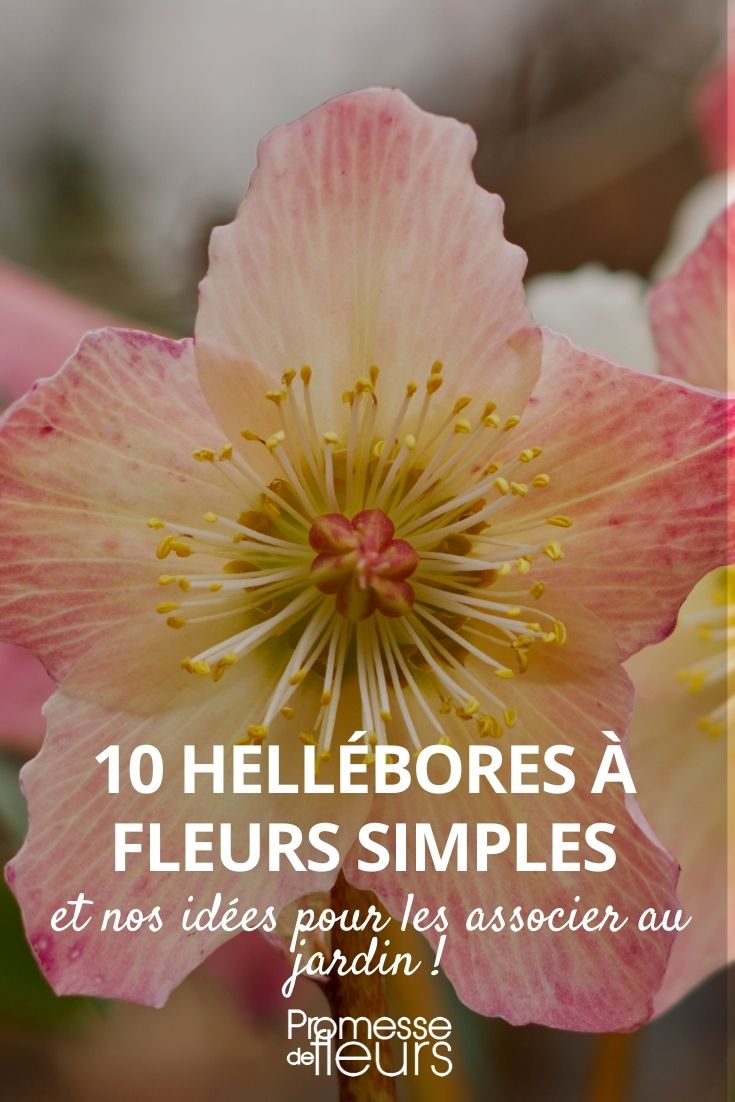 Hellebore Einfache Blüten
