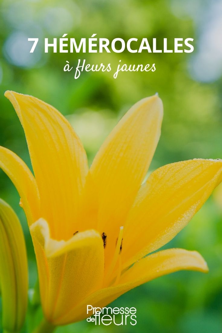 Hemerocallis gelb