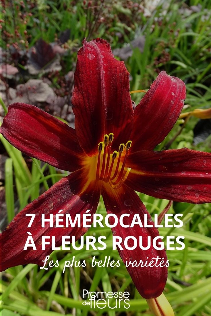 Hemerocallis rot