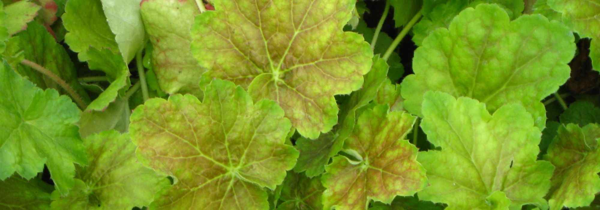 6 Purpurglöckchen mit goldenem Laub