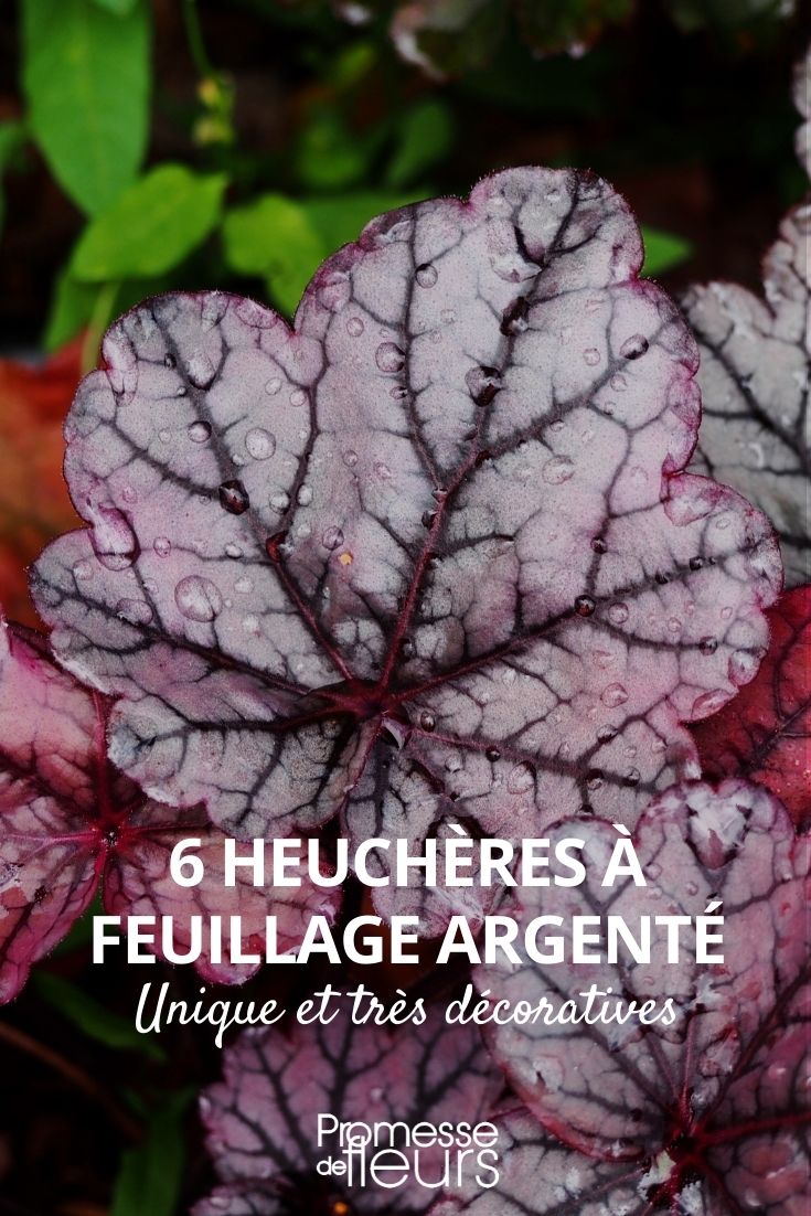 Silberglocken (Heuchera)
