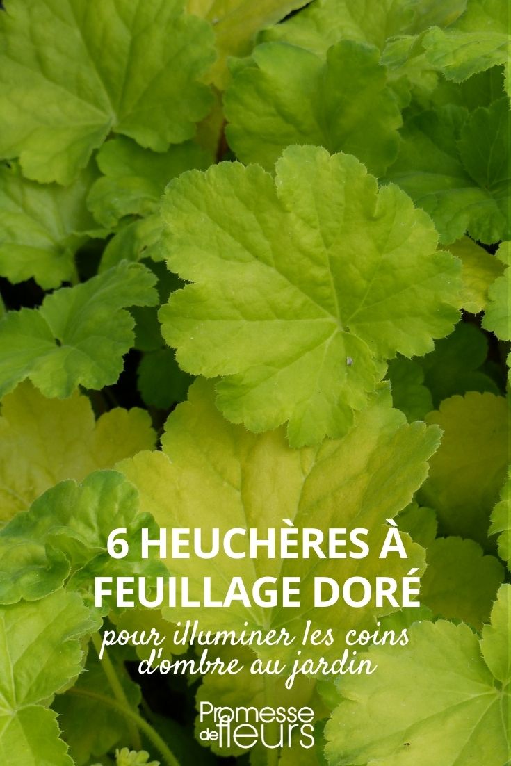 Heuchera in Goldgelb