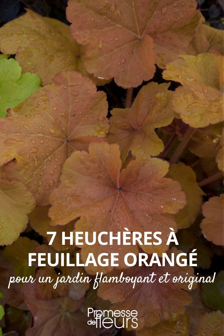 Heuchera in Orangetönen
