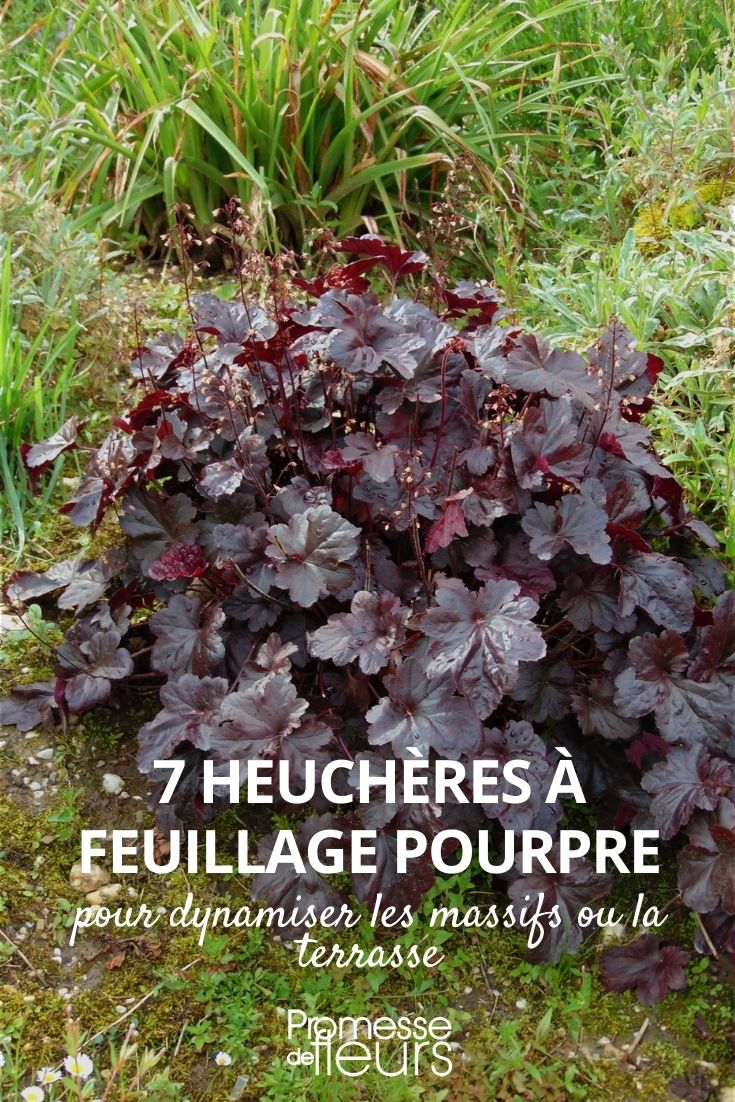 Heuchera purpur