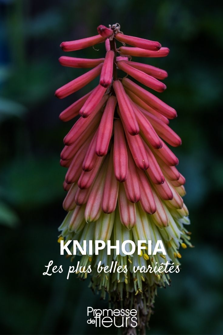Kniphofia – Die schönsten Sorten