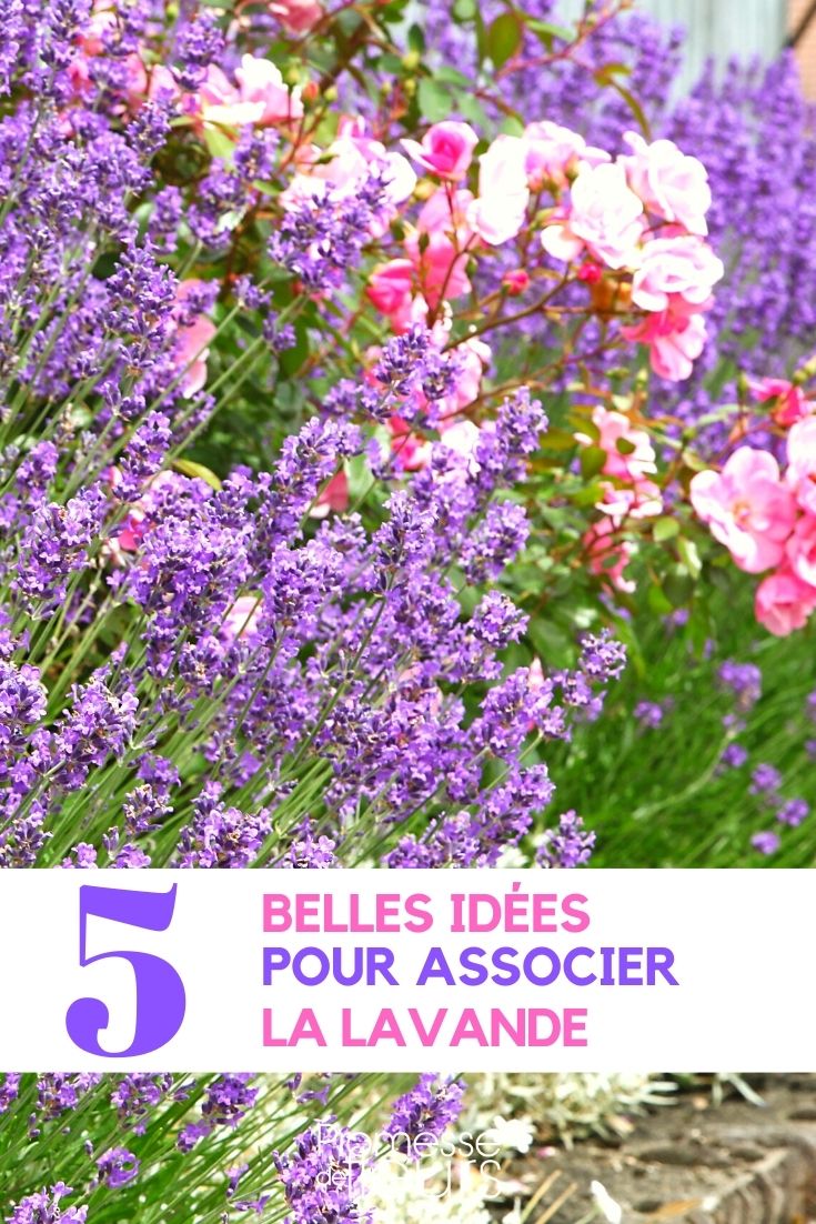 Lavendel kombinieren
