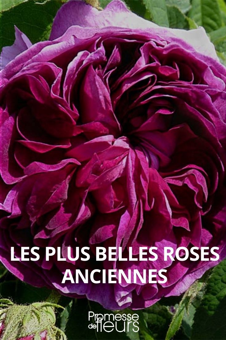 Die schönsten alten Rosensorten