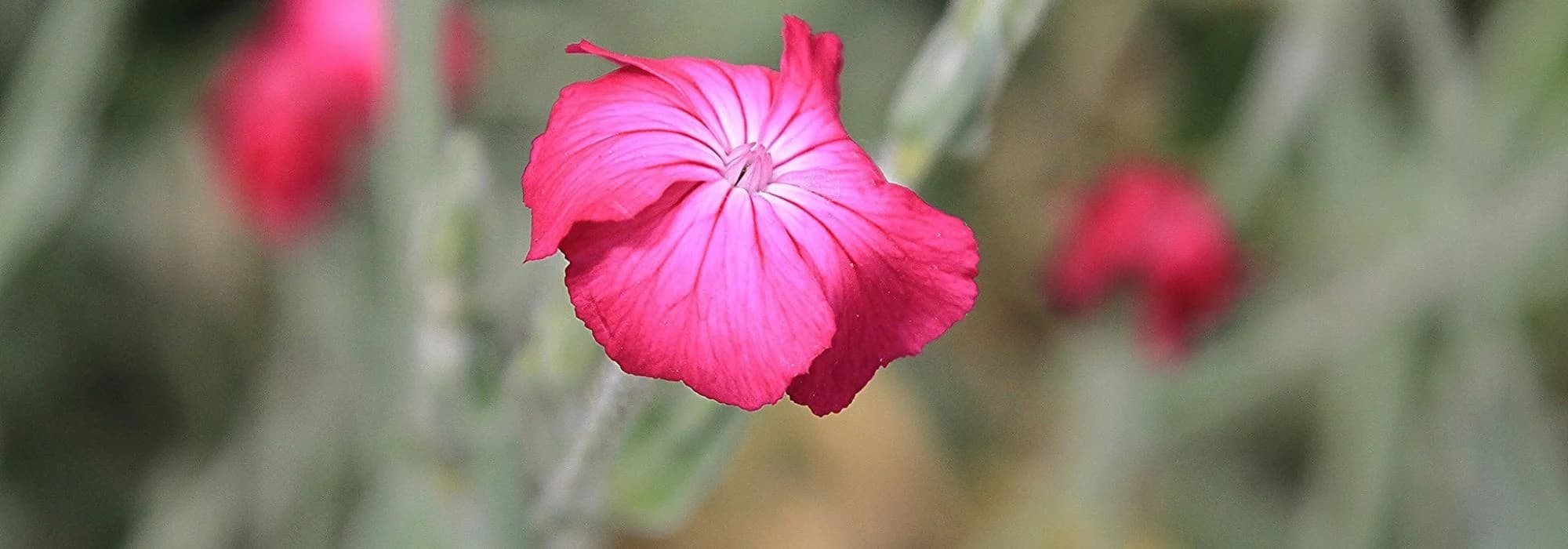 Lychnis auswählen