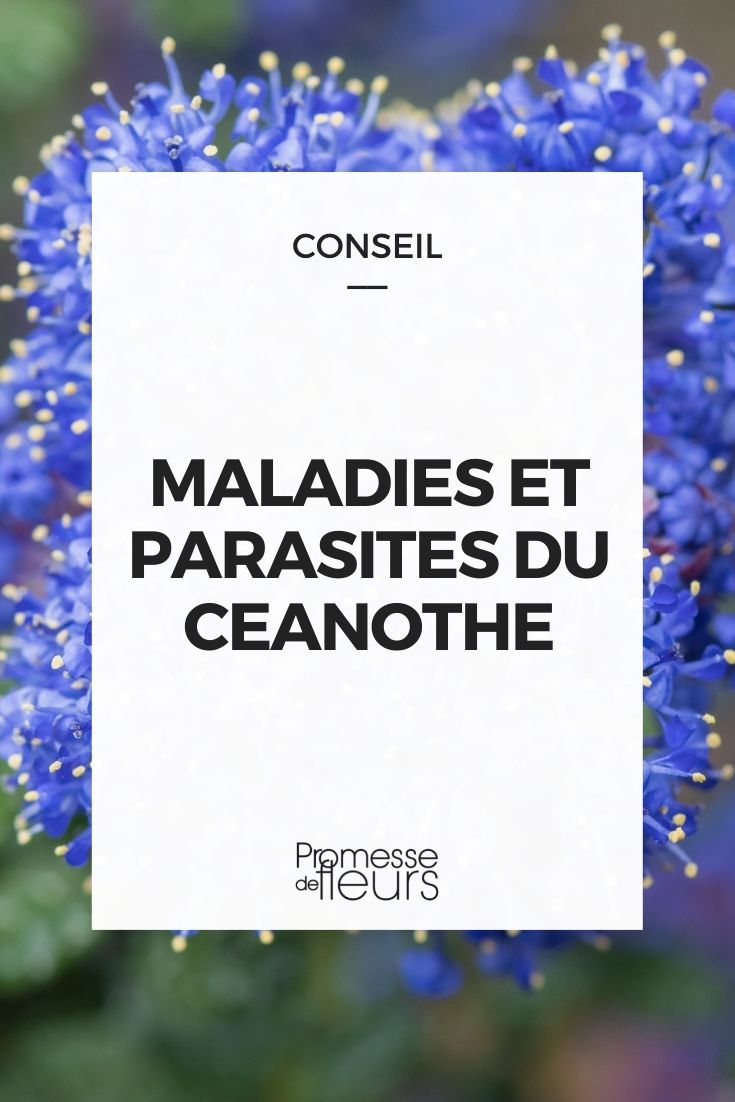 Krankheiten und Schädlinge bei Ceanothus