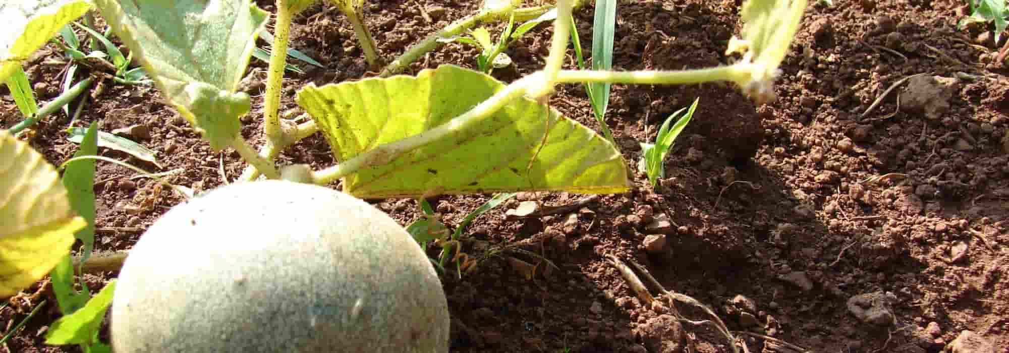 Melone: Krankheiten und Schädlinge