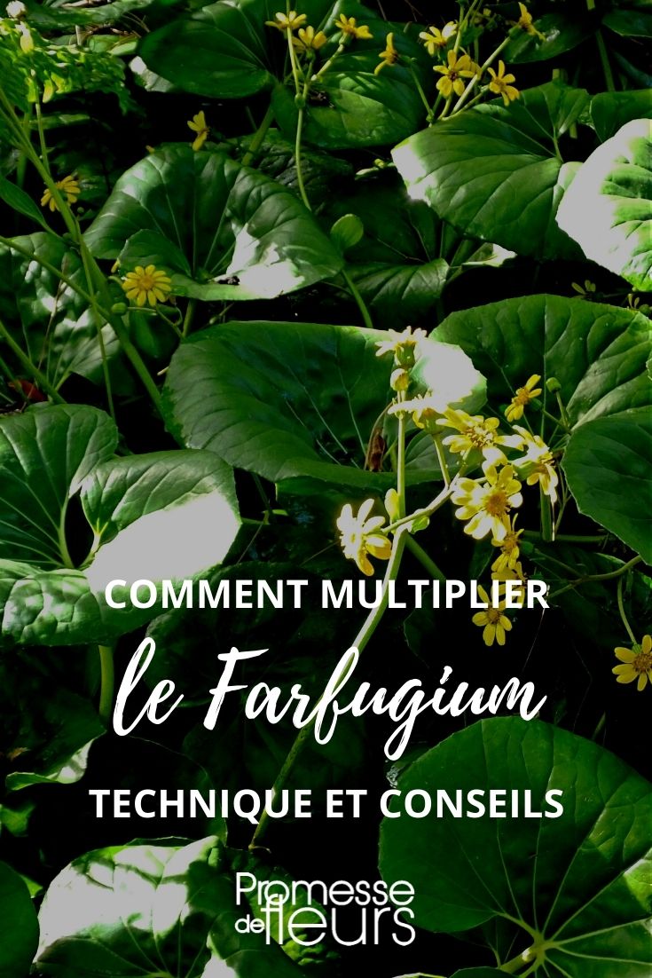 Vermehrung des Farfugium