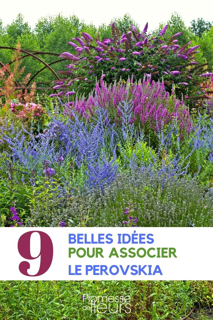 Perovskia: Die perfekten Pflanzpartner

Der Perovskia, auch bekannt als Russischer Salbei, ist eine wunderschöne Staude, die mit ihren silbrig-grauen Blättern und lavendelblauen Blüten jeden Garten bereichert. Um seine Schönheit optimal zur Geltung zu bringen, ist die Wahl der richtigen Pflanzpartner entscheidend. Hier sind einige Ideen, um Ihren Perovskia perfekt in Szene zu setzen:

1. **Lavendel (Lavandula)**: Die Kombination aus Perovskia und Lavendel schafft ein harmonisches Duo in Blau- und Violetttönen. Beide Pflanzen bevorzugen sonnige Standorte und gut durchlässige Böden, was sie zu idealen Partnern macht.

2. **Rosen (Rosa)**: Die zarten Blüten der Rosen kontrastieren wunderbar mit dem strukturierten Laub des Perovskia. Wählen Sie robuste Rosensorten, die ähnliche Standortbedingungen bevorzugen.

3. **Gräser (z.B. Pennisetum oder Miscanthus)**: Ziergräser verleihen dem Beet Struktur und Bewegung. Ihre federartigen Blütenstände bilden einen schönen Kontrast zu den aufrechten Blütenähren des Perovskia.

4. **Echinacea (Sonnenhut)**: Die leuchtenden Blüten des Sonnenhuts setzen farbliche Akzente und ziehen nützliche Insekten an. Zusammen mit dem Perovskia entsteht ein lebendiges und naturnahes Beet.

5. **Sedum (Fetthenne)**: Die fleischigen Blätter und späten Blüten der Fetthenne ergänzen den Perovskia perfekt. Beide Pflanzen sind äußerst pflegeleicht und trockenheitsresistent.

Tipps für die Gestaltung:
- Achten Sie auf ähnliche Standortanforderungen (sonnig, trocken, durchlässiger Boden).
- Spielen Sie mit Höhen und Texturen, um ein dynamisches Beet zu schaffen.
- Kombinieren Sie Pflanzen mit unterschiedlichen Blütezeiten für eine lange Blütenpracht.

Mit diesen Pflanzpartnern wird Ihr Perovskia zum Highlight in Ihrem Garten und schafft ein harmonisches und pflegeleichtes Gesamtbild. Viel Spaß beim Gestalten!
