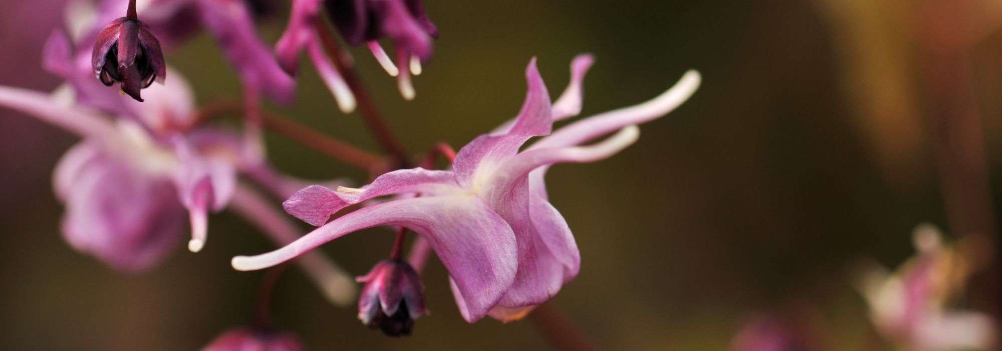 7 schönste Elfenblumen