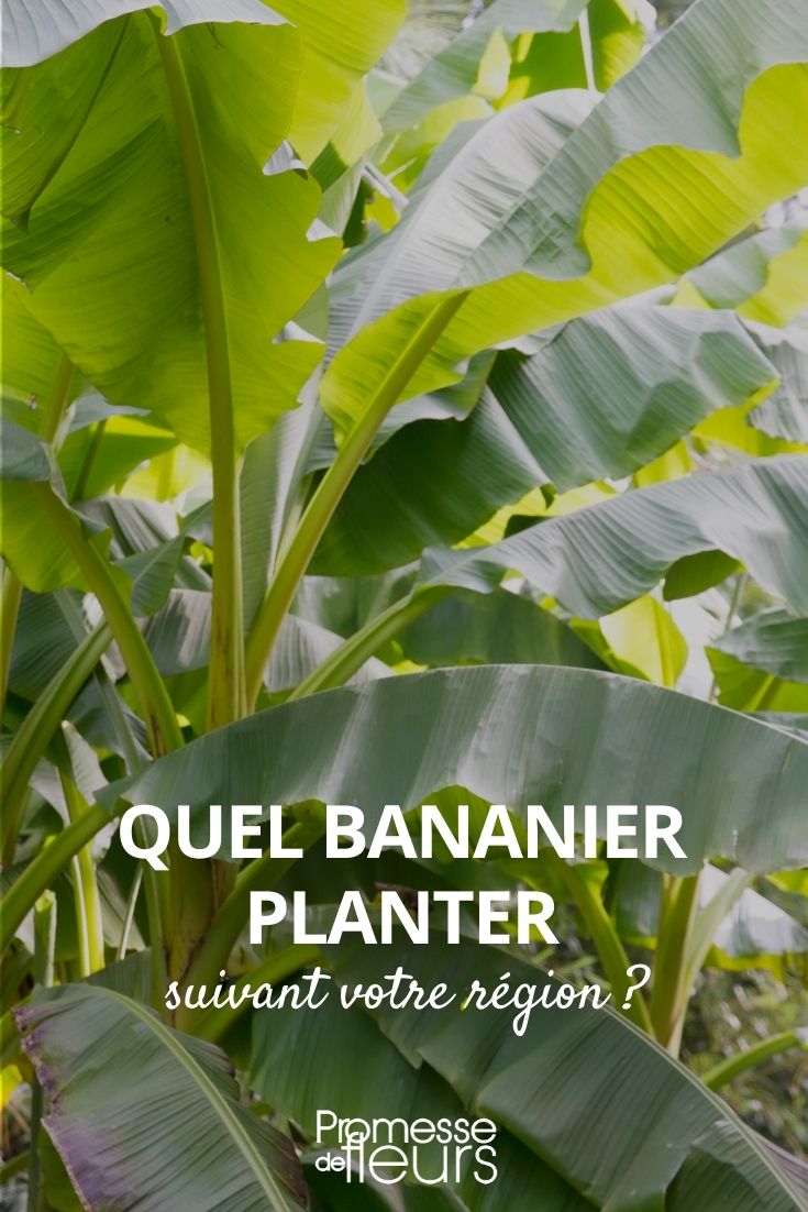 Welche Bananenpflanze pflanzen