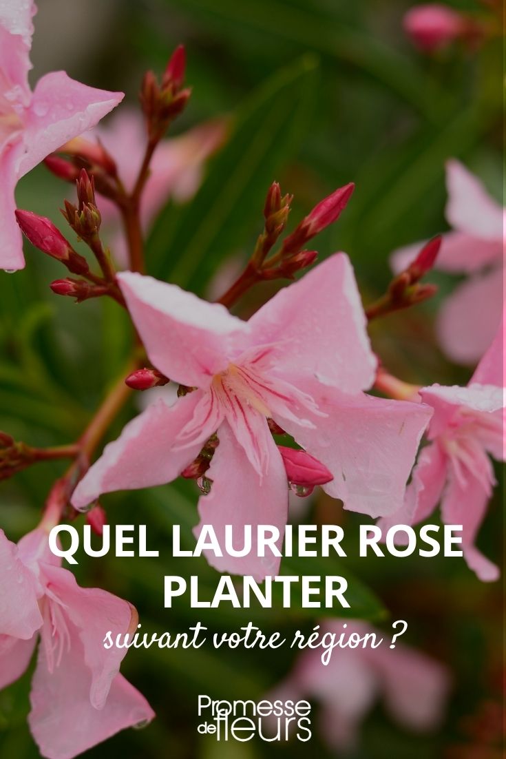 Welchen Oleander pflanzen?