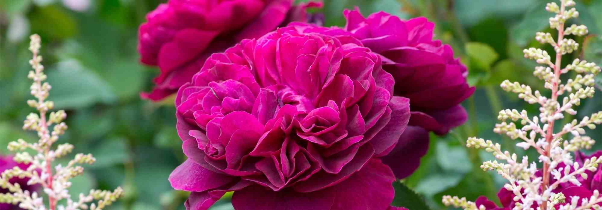 7 Englische Rosen von David Austin mit roten Blüten