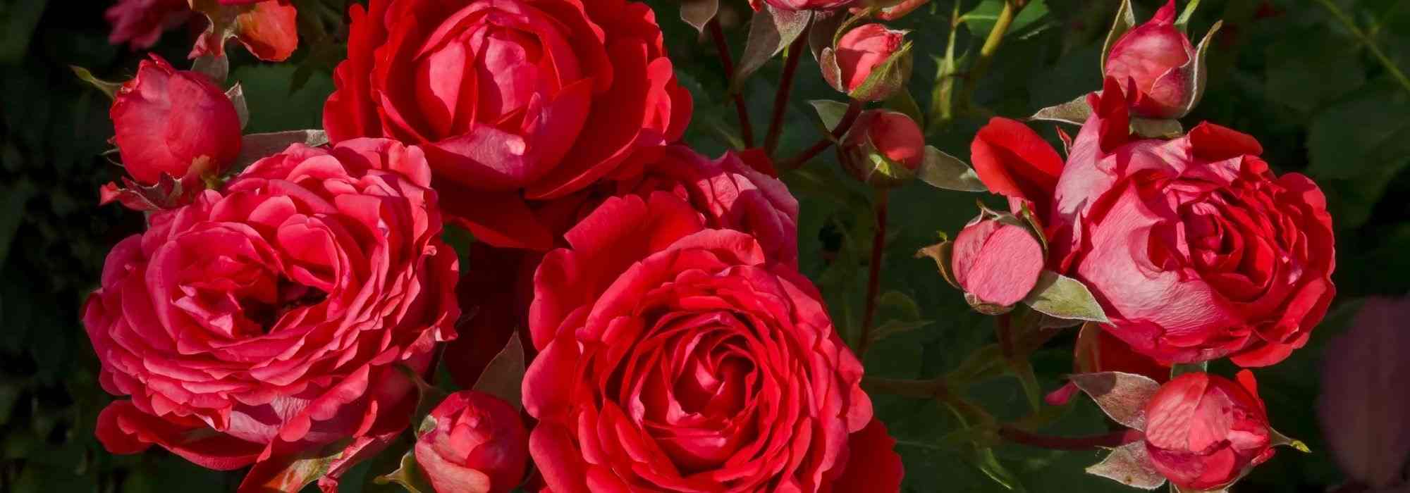 6 Buschrosen mit großen roten Blüten