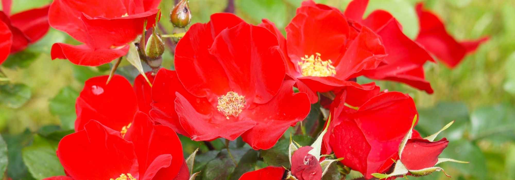 8 rote Bodendecker-Rosen
