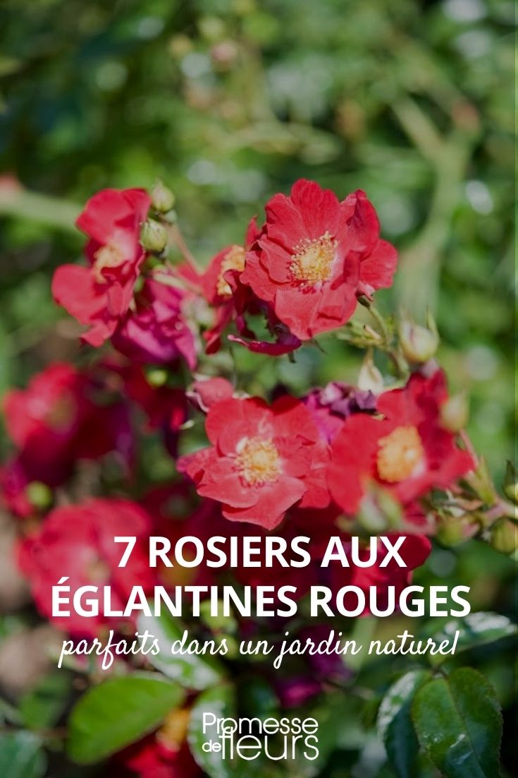 Rosa rubiginosa (Hagebuttenrose)