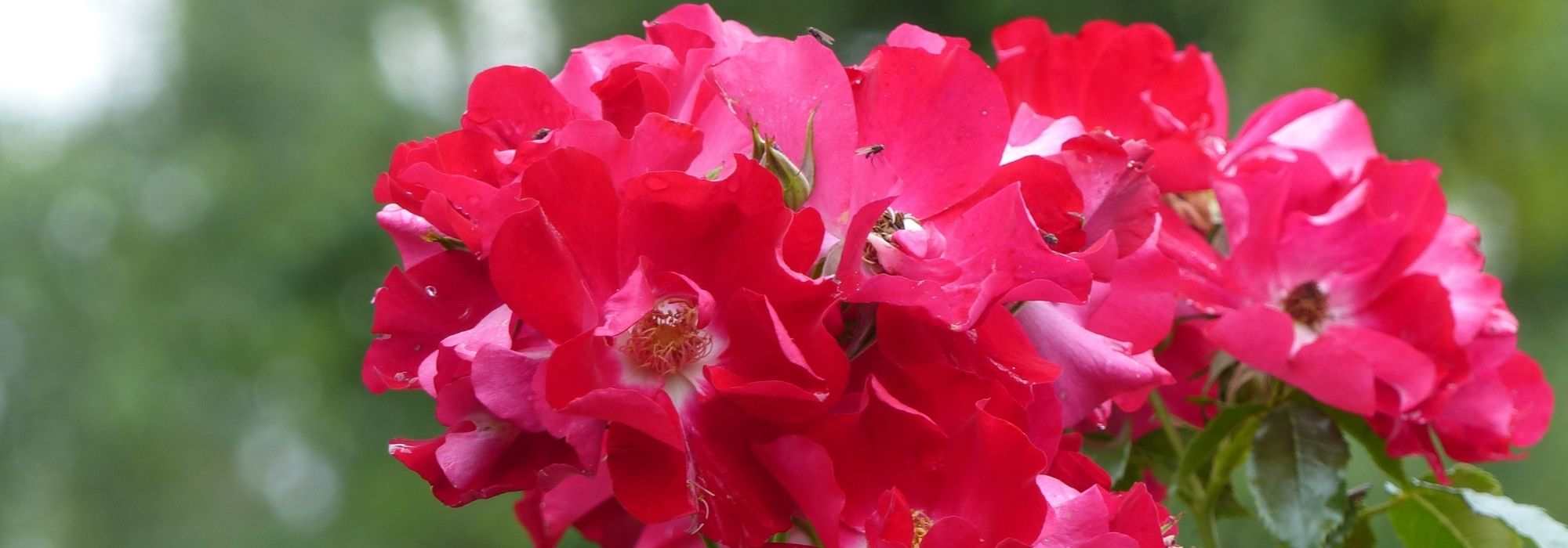 7 rote Hagebuttenrosen