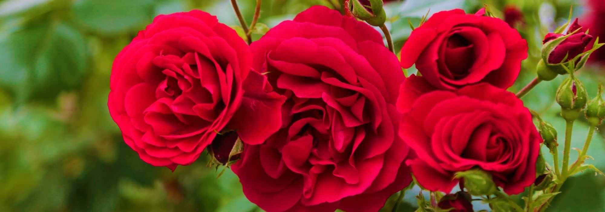 9 duftende rote Rosen куст 天天中彩票提款