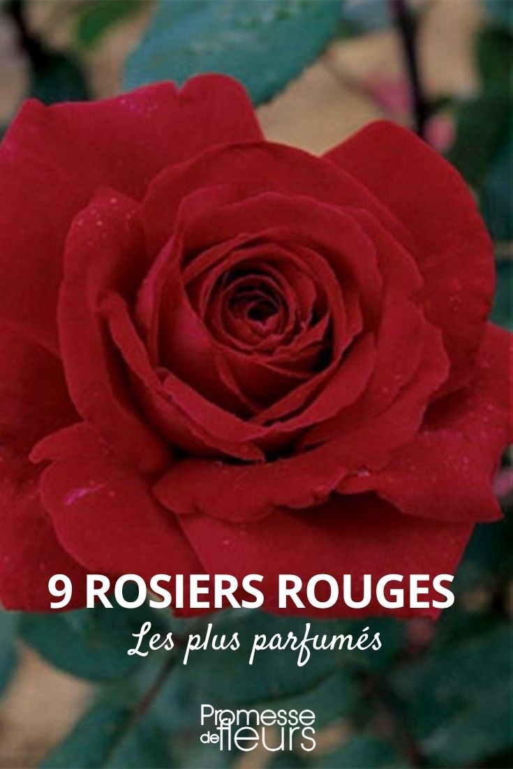 Duftende rote Rose