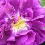 9 schöne Historische Rosen