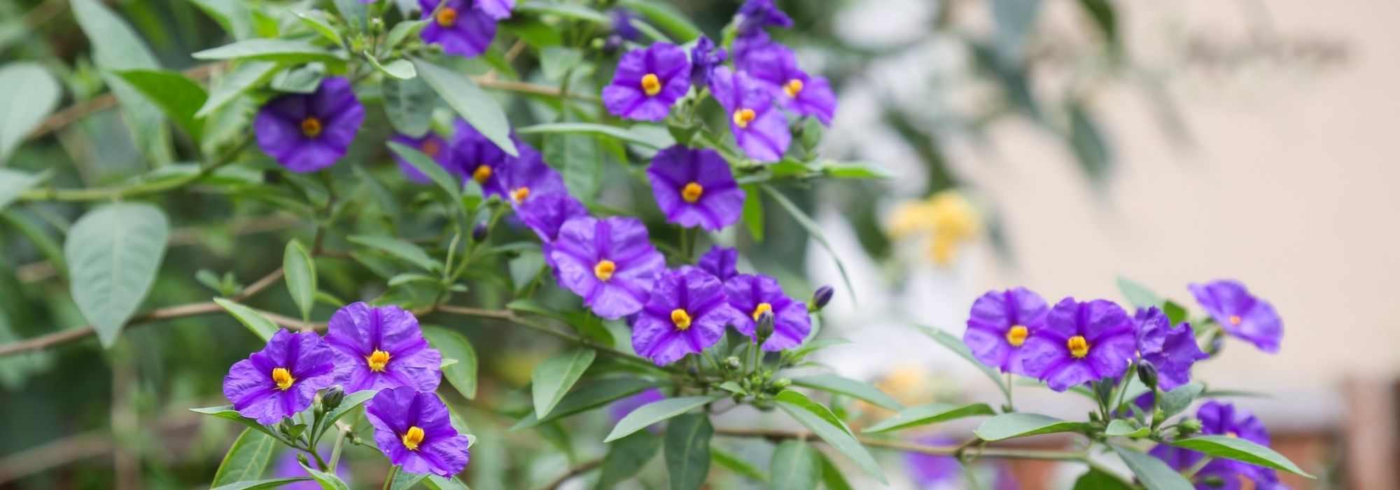 7 Ideen für Solanum-Kombinationen im Garten