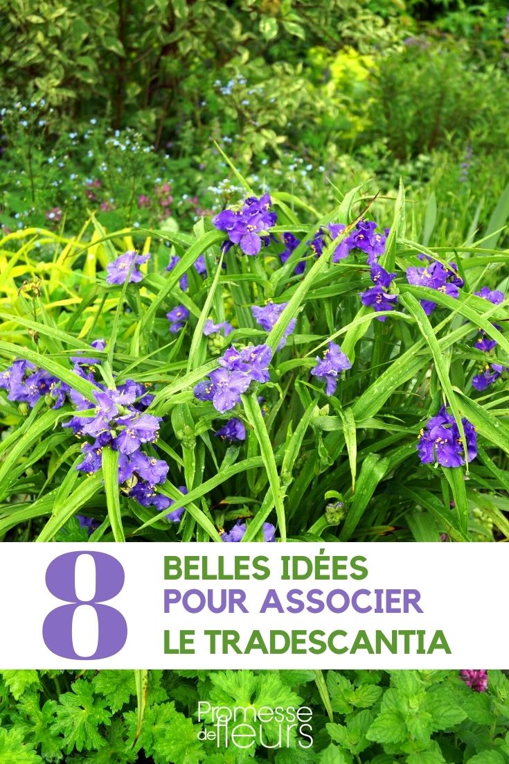 Tradescantia: Die perfekten Pflanzpartner