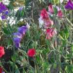 Gartenwicke: schönste Sorten