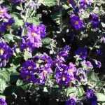 Solanum überwintern?