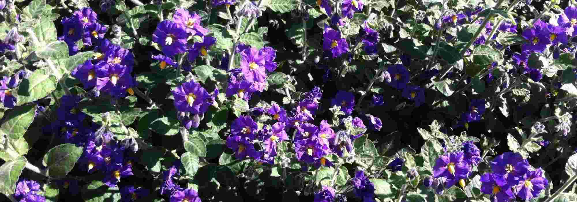 Solanum überwintern?