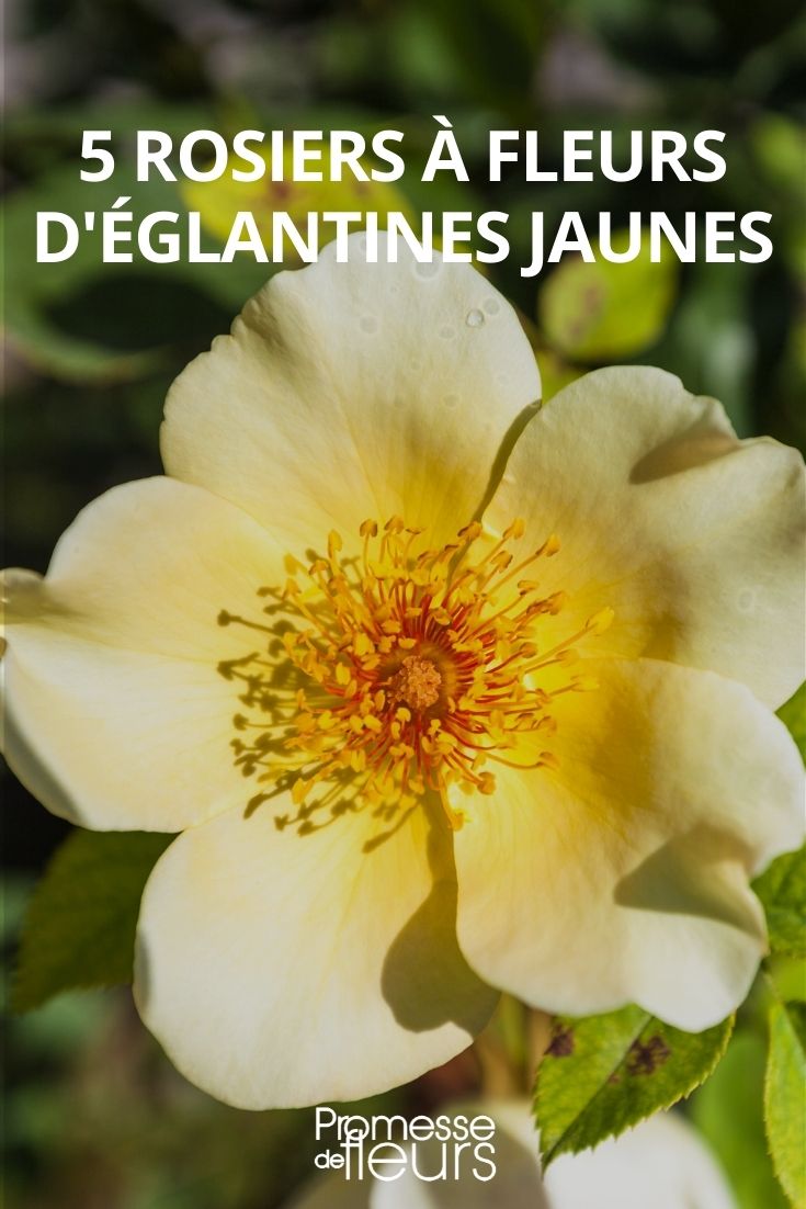 5 gelbe Wildrosen (Rosa canina)