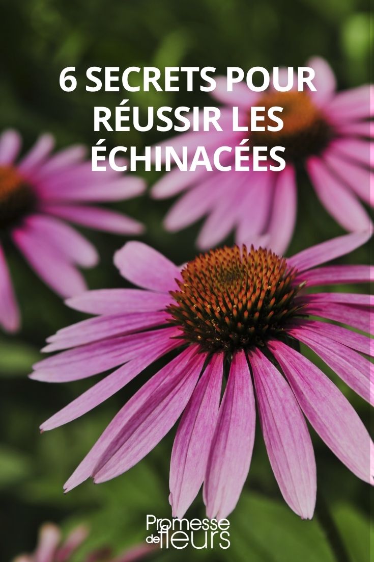 6 Geheimnisse für erfolgreiche Echinacea