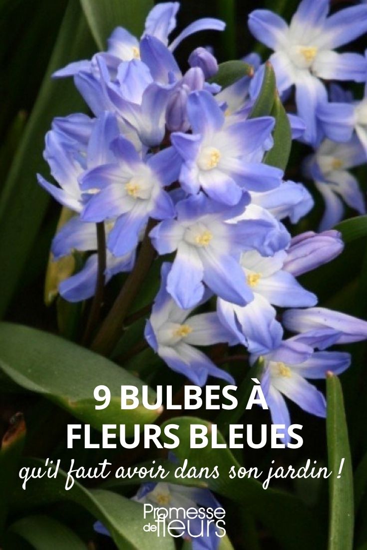 9 Blumenzwiebeln mit blauen Blüten