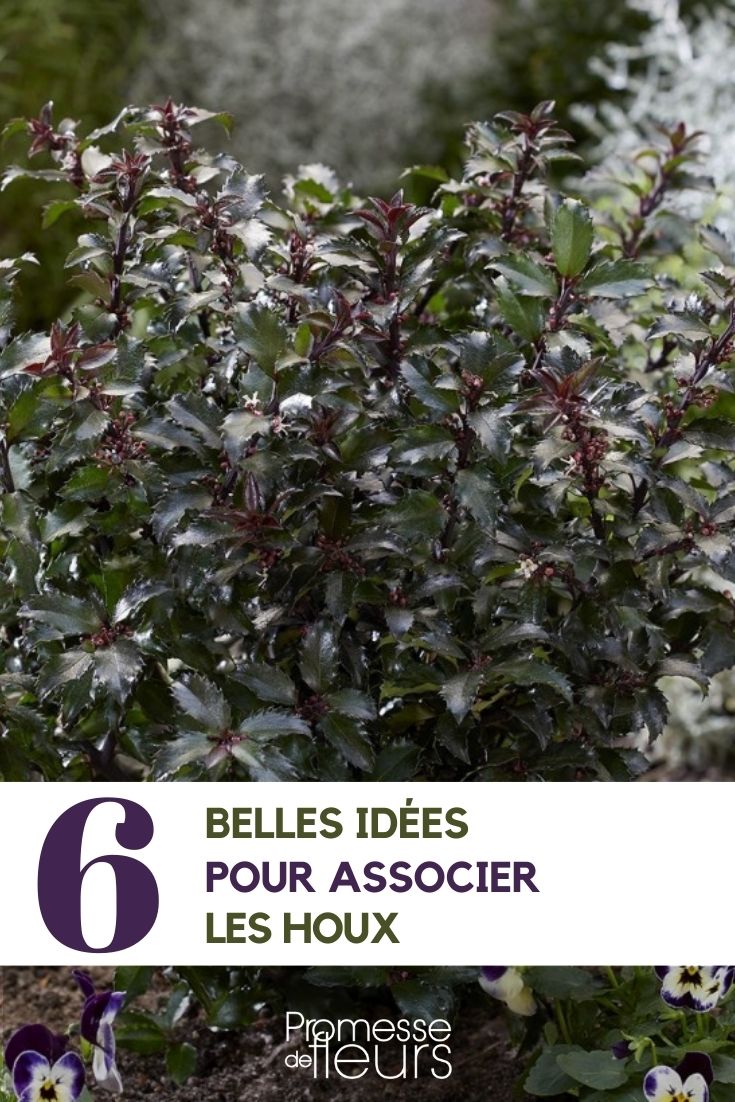 Ilex kombinieren